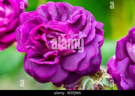 Die Blüte einer Rose' William Lobb' (Rosa' William Lobb") Stockfoto