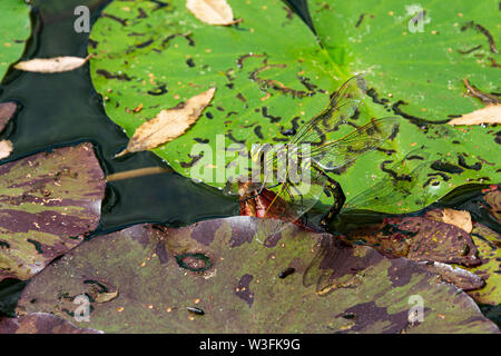 Eine weibliche Blue emperor Dragonfly (Anax imperator) hinterlegung Eier Stockfoto