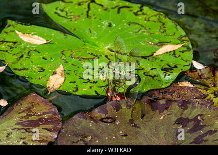 Eine weibliche Blue emperor Dragonfly (Anax imperator) hinterlegung Eier Stockfoto