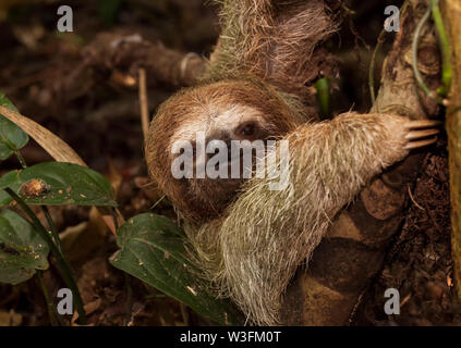 Brown-Throated drei Toed Sloth