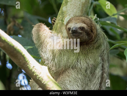 Brown-Throated drei Toed Sloth