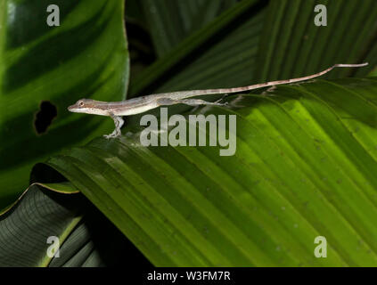 Schlanke Anole Stockfoto