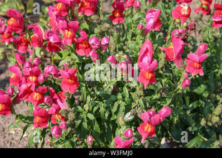 Viele halb-offenen Knospen der Blumen von Pink Farbe mit grünen Stengel und Blätter. Zotten auf Blumen. Eine kleine gelbe Farbe. Selektive konzentrieren. Stockfoto