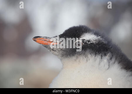 Küken pinguin Gentoo. Baby pinguin Portrait in der Antarktis, Argentinien Inseln. Stockfoto