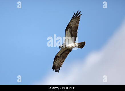 Fischadler, Pandion haliaetus, fliegen unter blauem Himmel Stockfoto