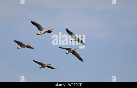 Schwarm Gänse fliegen Stockfoto