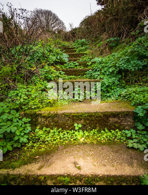 Moos bedeckt und bewachsene Treppe auf einem Wanderweg Bray Head, County Wicklow, Irland gefunden Stockfoto