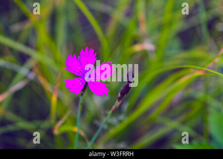 Wiese Nelke auf einem Hintergrund von unscharfen Gras. Stockfoto