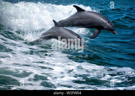 Dolphin Duo springen Stockfoto