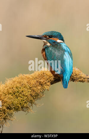 Eisvogel (Alcedo atthis) am Moos bedeckt Zweig gehockt Stockfoto