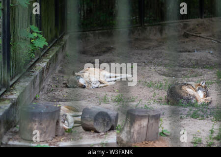 Rudel Wölfe schlafen in einem Zoo Gehäuse, Polen Stockfoto