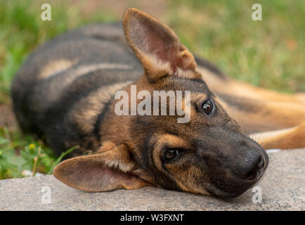 Porträt eines Heimatlosen puppy dog ​​Lying auf dem Gras Stockfoto