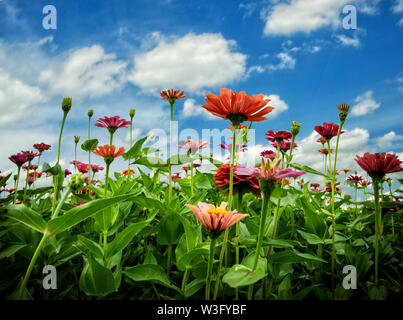 Blumen im Südosten der USA Stockfoto