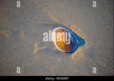 Sand Dollar (Seeigel) gewaschen bis auf sandigen Strand bei Ebbe bei Sonnenuntergang, Kalifornien, USA Stockfoto