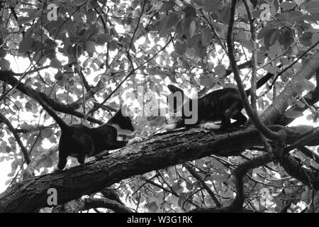 Zwei Kätzchen, die auf einem Baum spielen, schwarz-weiß.Monochrome Hintergrund, Felis Catus Stockfoto