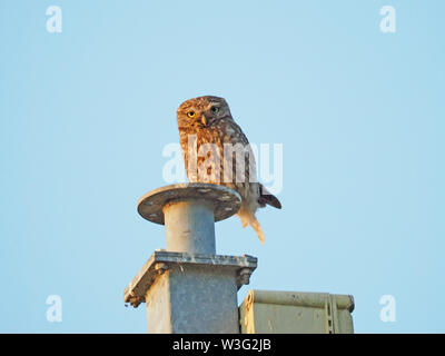 Eastchurch, Kent, Großbritannien. Am 15. Juli 2019. UK Wetter: Eine kleine Eule aalt sich in der Sonne bei einer Post in Eastchurch, Kent auf einem ruhigen und klaren Abend. Credit: James Bell/Alamy leben Nachrichten Stockfoto