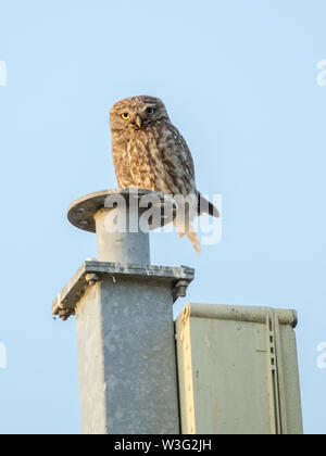 Eastchurch, Kent, Großbritannien. Am 15. Juli 2019. UK Wetter: Eine kleine Eule aalt sich in der Sonne bei einer Post in Eastchurch, Kent auf einem ruhigen und klaren Abend. Credit: James Bell/Alamy leben Nachrichten Stockfoto