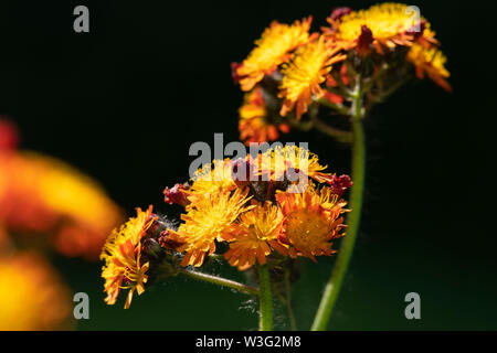 Köpfe der Wildflower Hieracium Aurantiacum, allgemein bekannt als "Fuchs und Jungen' oder 'Missionary Unkraut', gegen einen dunklen Hintergrund Stockfoto