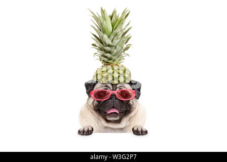 Portrait von cute funny Sommer Mops Welpen Hund mit Sonnenbrille und Ananas hat Frolic, hängen mit Tatzen auf leere weiße Banner, isoliert Stockfoto