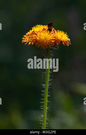 Ein einzelner Kopf der Wildflower Pilosella Aurantiaca, gemeinhin als "Orange Habichtskraut' oder 'Golden Mouse Ear", gegen einen dunklen Hintergrund bekannt Stockfoto