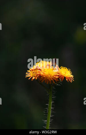 Ein einzelner Kopf der Wildflower Pilosella Aurantiaca, allgemein bekannt als "Fuchs und Jungen' oder 'Dübel Pinsel', gegen einen dunklen Hintergrund Stockfoto