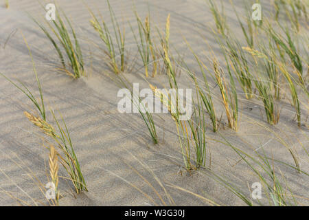 Dune Grass weht im Wind auf Rippled Sand Stockfoto
