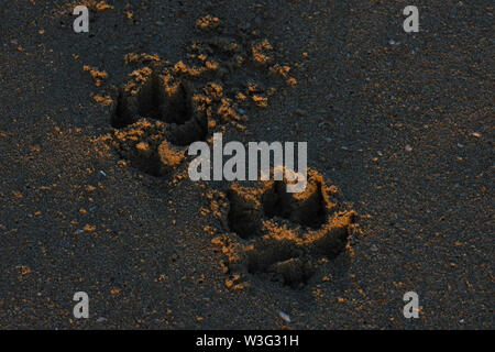Paar Hunde Hund Spuren im Sand Stockfoto