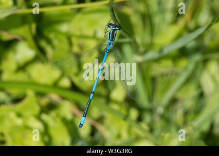 Hufeisen-azurjungfer, Coenagrion puella, männlich, Ansicht von oben, aboveSussex, UK, Juni Stockfoto