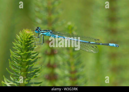 Hufeisen-azurjungfer, Coenagrion puella, männlich, Seitenansicht, Profil, Sussex, UK, Juni Stockfoto
