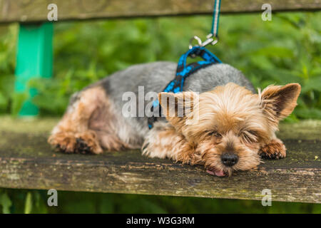 Cute müde Braun und Grau Yorkshire Terrier schlafen auf nassen Holzbank in einem Park. Verschwommen grünen Hintergrund. Stockfoto