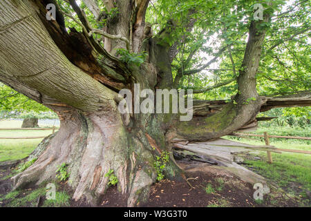 Cowdray Koloss, Edelkastanie, Castanea sativa, Sussex, Juni Stockfoto