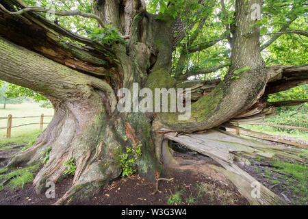 Cowdray Koloss, Edelkastanie, Castanea sativa, Sussex, Juni Stockfoto