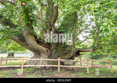 Cowdray Koloss, Edelkastanie, Castanea sativa, Sussex, Juni Stockfoto