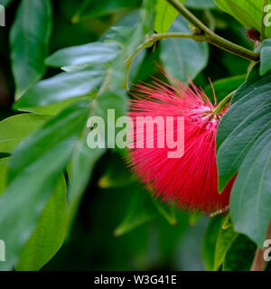 Anlage (Calliandra haematocephala Powder-Puff) im Palmenhaus, Sefton Park, Liverpool (UK), gebaut von Liverpool Millionär Henry Yates Thompson Stockfoto