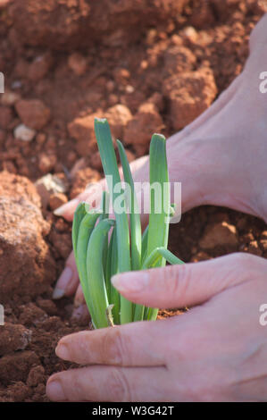 Hände einer Frau gesehen, das Einpflanzen einer Zwiebel in das Feld Land gekeimt Stockfoto