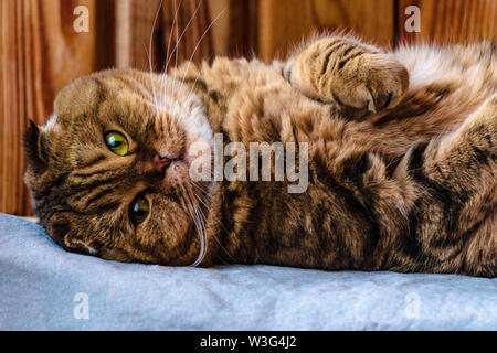 Scottish Fold sitzt auf einem hölzernen Textur. Schöne multicolor streifen Katze mit gelb-grüne Augen. Lop-eared Kätzchen auf Kamera. Tier portrait. Stockfoto