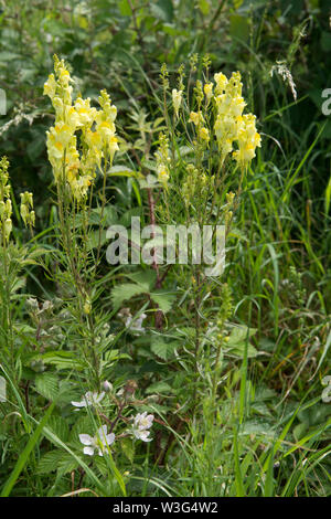 Gemeinsame Toadflax, Gelb Toadflax, Linaria vulgaris, in blüte, blume, Spike, Sussex, UK, Juni Stockfoto