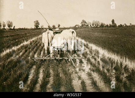 Italienische ländliche Welt der Vergangenheit: Arbeit in Reisfeldern (Vercelli, Italien, 1930) Stockfoto