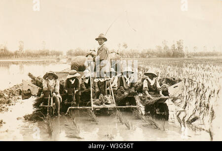 Italienische ländliche Welt der Vergangenheit: Arbeit in Reisfeldern (Vercelli, Italien, 1930) Stockfoto