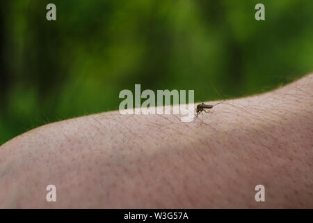 Mücke sitzt auf mans hand und Getränke menschliches Blut auf grünem Hintergrund. Hungrig midge auf der Haut beißt aus der Person. Eine Gefahr für die Gesundheit. Stockfoto