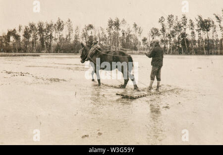 Italienische ländliche Welt der Vergangenheit: Arbeit in Reisfeldern (Vercelli, Italien, 1930) Stockfoto