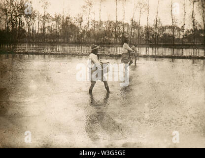 Italienische ländliche Welt der Vergangenheit: Arbeit in Reisfeldern (Vercelli, Italien, 1930) Stockfoto