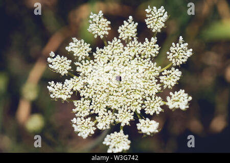 Eine Nahaufnahme von Daucus Carrota Queen Anne Lace Wildblumen blühen. Stockfoto