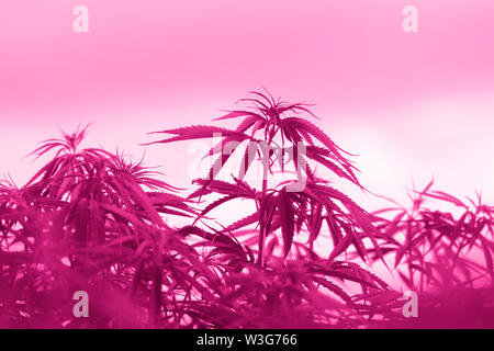 Cannabis sativa, Marihuana Blätter, Fotografie von medizinischen Pflanzen. Rosa Filter Stockfoto