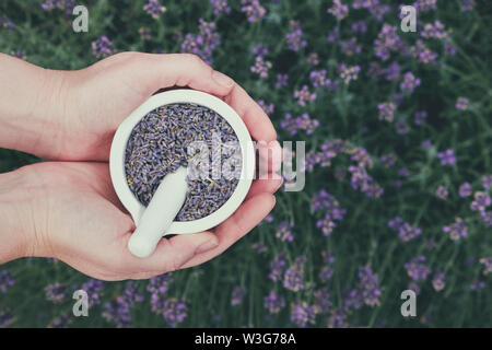 Frau in ihrer Hände halten ein Mörtel von lavendelblüten. Lavendel Feld für den Hintergrund. Ansicht von oben. Stockfoto