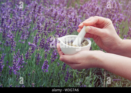 Frau in ihrer Hände halten ein Mörtel von lavendelblüten. Lavendel Feld für den Hintergrund. Stockfoto