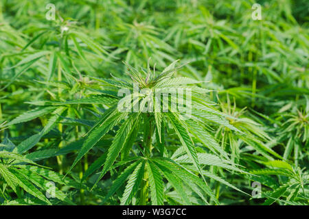 Cannabis sativa, Marihuana Blätter, Fotografie von medizinischen Pflanzen. Stockfoto