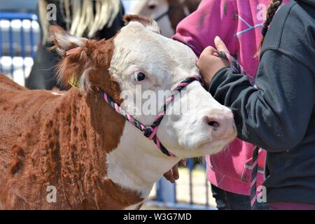 Echten jugendlich Mädchen sah sie gewinnen 4 UHR FFA pet-Projekt zu Fleisch packer lenken, nachdem er für ein Jahr traurig Verkauf Schlachten rancher Gewicht essen Stockfoto