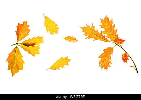 Herbst Zusammensetzung aus Gelb rote Blätter auf weißem Hintergrund, isoliert. Stockfoto