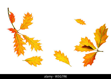 Herbst Zusammensetzung aus Gelb rote Blätter auf weißem Hintergrund, isoliert. Stockfoto
